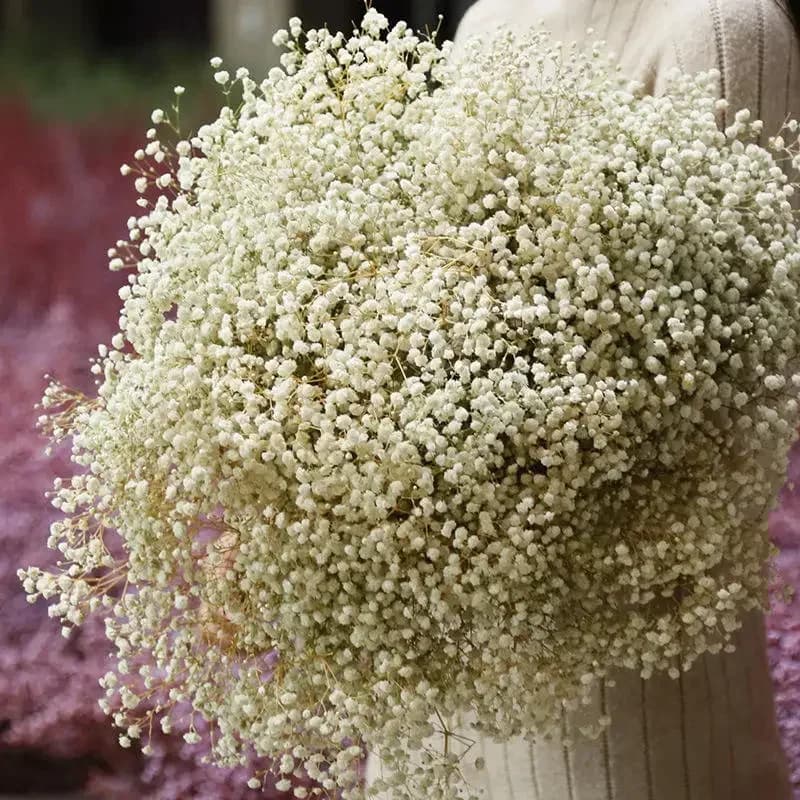 Fleurs séchées gypsophile naturelles, 110g, style Boho, décoration de maison, fleur artificielle, so